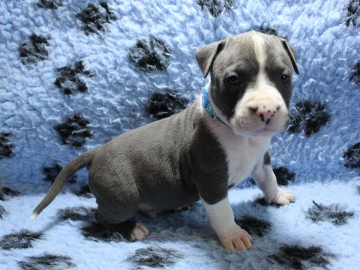 4 chiots American Staff à réserver