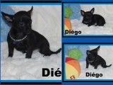 Chihuahua minis femelles et mâles disponibles à vendre