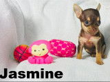 Chihuahua minis femelles et mâles disponibles à vendre