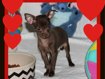 Chihuahua minis femelles et mâles disponibles à vendre