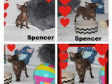 Chihuahua minis femelles et mâles disponibles à vendre