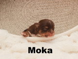 Chihuahua minis femelles et mâles disponibles à vendre
