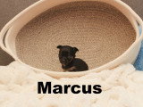 Chihuahua minis femelles et mâles disponibles à vendre