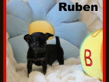 Chihuahua minis mâles disponibles à vendre