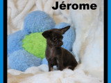 Chihuahua minis mâles disponibles à vendre