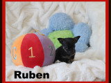 Chihuahua minis mâles disponibles à vendre