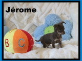 Chihuahua minis mâles disponibles à vendre