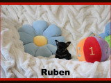 Chihuahua minis mâles disponibles à vendre