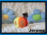 Chihuahua minis mâles disponibles à vendre