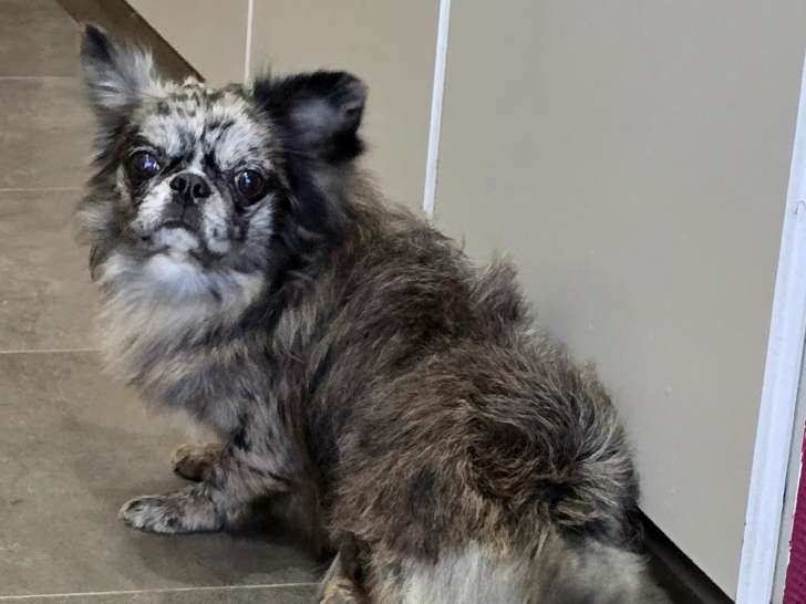 Jeune mâle Chihuahua à vendre