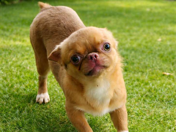 Jeune mâle Chihuahua à vendre