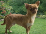 Jeune mâle Chihuahua à vendre