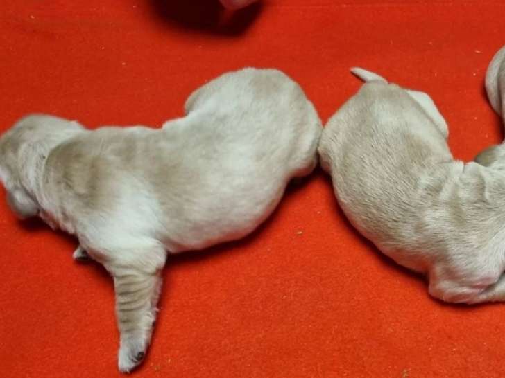 Magnifique portée de chiots Golden Retriever LOF à vendre