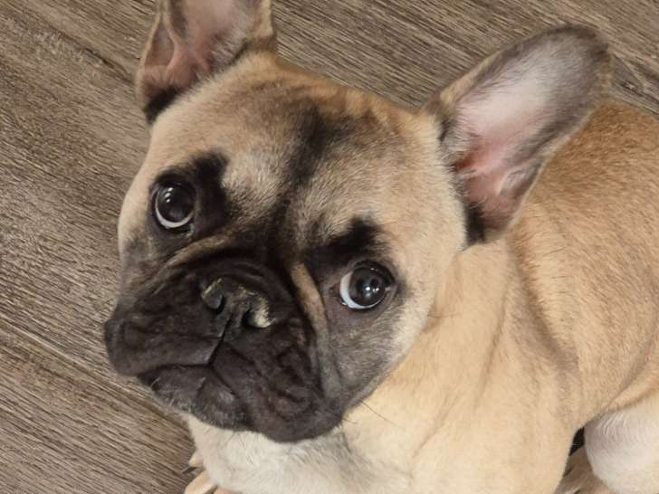 Chiot de race Bouledogue Français femelle à vendre