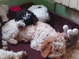 Chiots Lagotto Romagnolo  à vendre