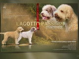 Chiots Lagotto Romagnolo  à vendre