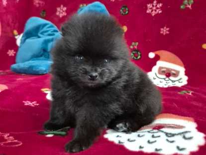 2 magnifiques chiots Spitz Nain à réserver