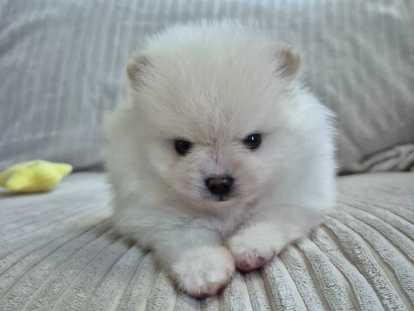 Dernier magnifique chiot Spitz Nain &agrave; r&eacute;server