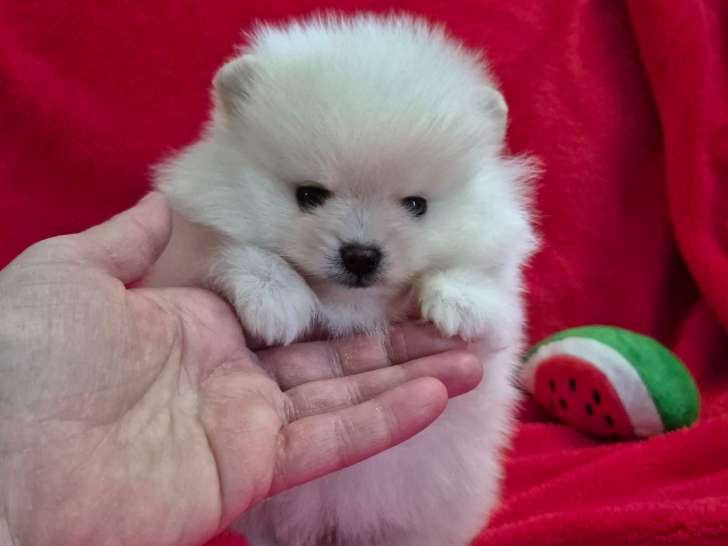 Dernier magnifique chiot Spitz Nain &agrave; r&eacute;server