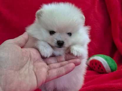 Dernier magnifique chiot Spitz Nain &agrave; r&eacute;server