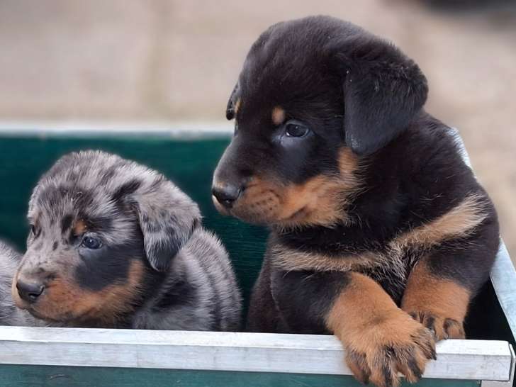 Chiots de race Beauceron à vendre (4 femelles & 5 mâles)