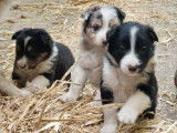 Chiots Border Collie à vendre