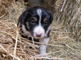 Chiots Border Collie à vendre