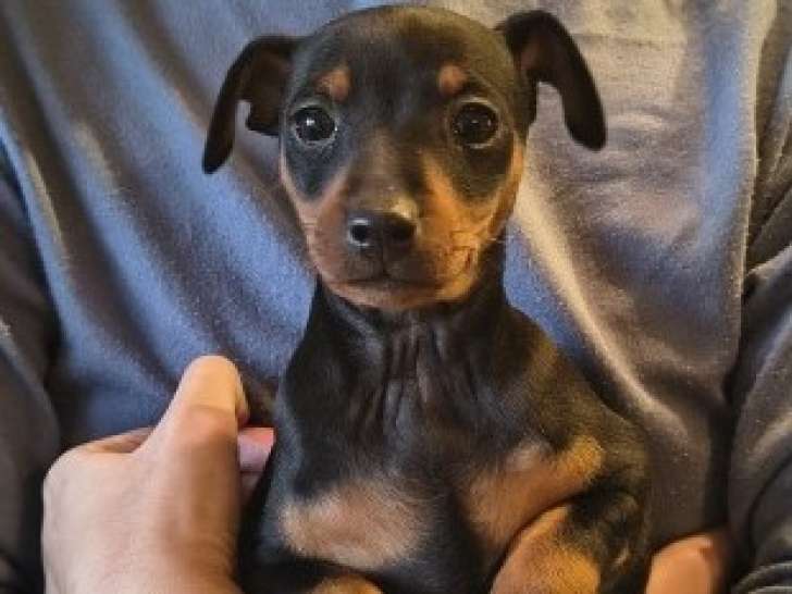 Chiots de race Pinscher Nain à vendre (3 femelles)