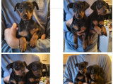 Chiots de race Pinscher Nain à vendre (3 femelles)