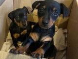 Chiots de race Pinscher Nain à vendre (3 femelles)
