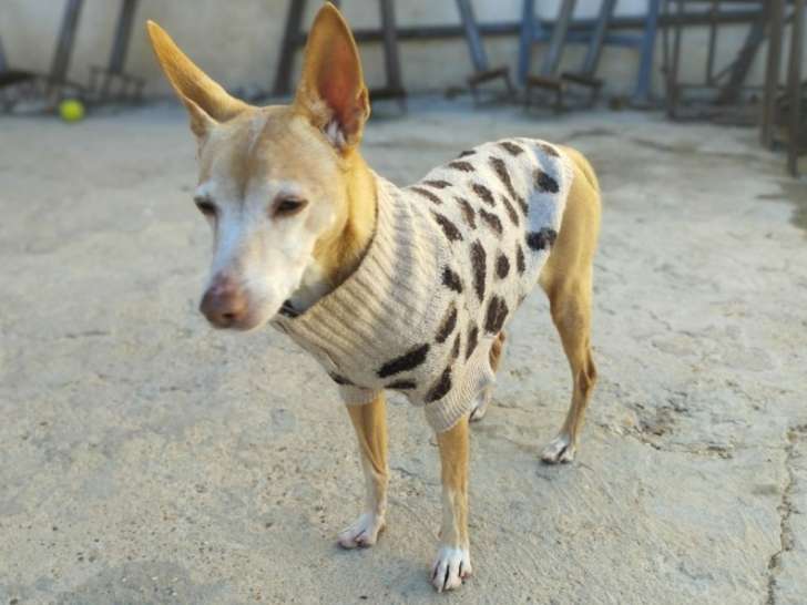 Tami, une petite mamie Podenca de 6 kg à adopter en association