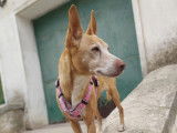 Tami, une petite mamie Podenca de 6 kg à adopter en association