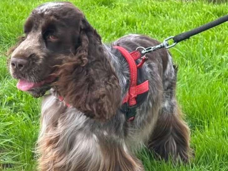 Mâle Cocker disponible pour saillie