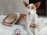 Valeria, superbe Podenca de 2 ans à adopter en association
