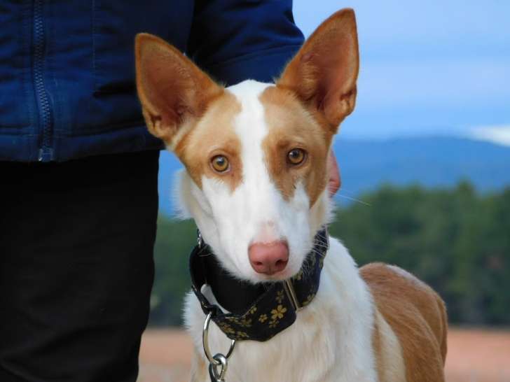 Valeria, superbe Podenca de 2 ans à adopter en association