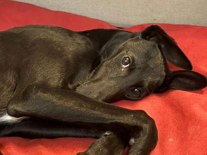 Chiot galgo femelle de 5 mois à adopter en association