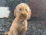 Cherche mâle Labradoodle pour saillie