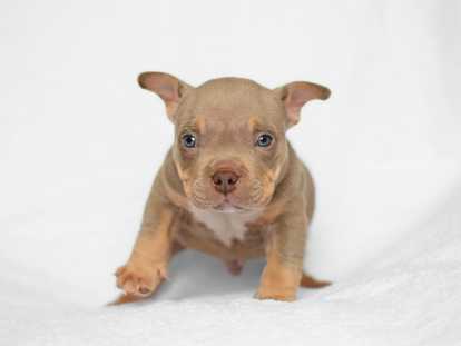 Chiot American Bully micro/petit pocket à vendre