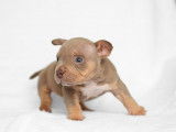 Chiot American Bully micro/petit pocket à vendre
