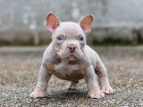 Chiot American Bully micro/petit pocket à vendre