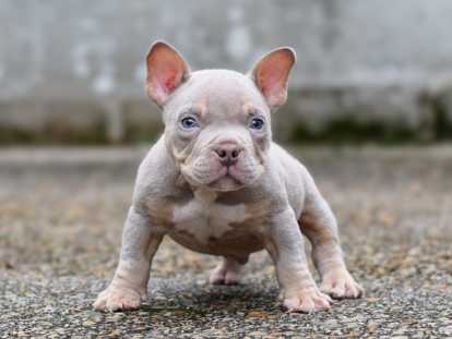 Chiot American Bully micro/petit pocket &agrave; vendre