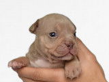 Chiots American Bully micro/petit pocket &agrave; vendre