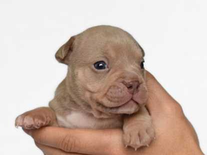 Chiots American Bully micro/petit pocket &agrave; vendre