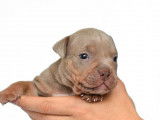Chiots American Bully micro/petit pocket à vendre