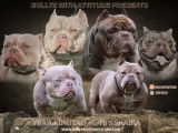 Chiots American Bully micro/petit pocket à vendre