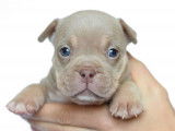 Chiots American Bully micro/petit pocket &agrave; vendre