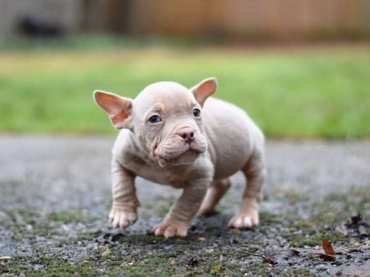 Mâle tricolore lilac