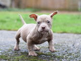 Chiots American Bully micro/petit pocket à vendre