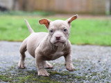 Chiots American Bully micro/petit pocket à vendre