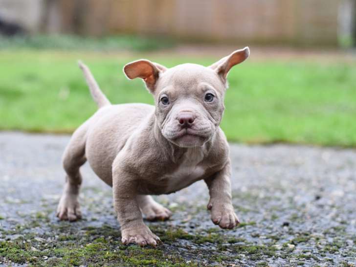 Chiots American Bully micro/petit pocket à vendre